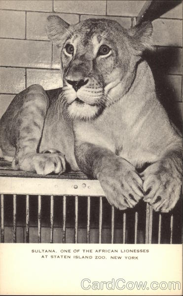 Sultana, One of the African Lionesses at Staten Island Zoo