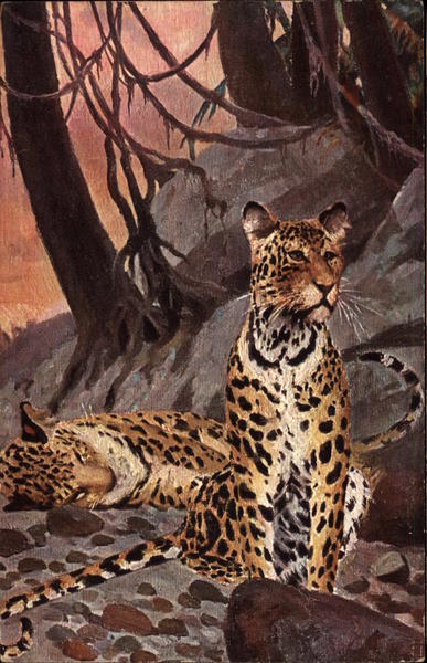 Leopards, on sitting, one lying down
