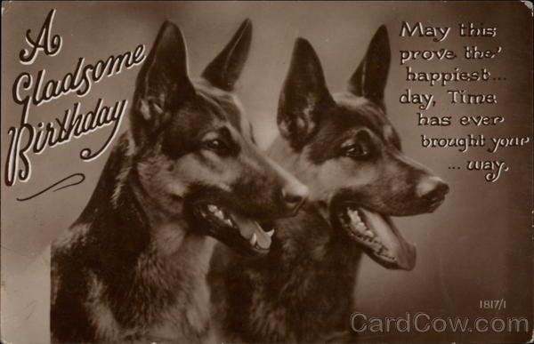 Close up of two german shepherds Dogs