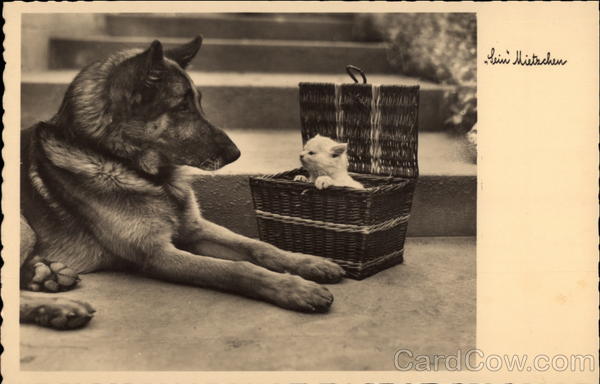 German shepherd next to kitten in basket Dogs