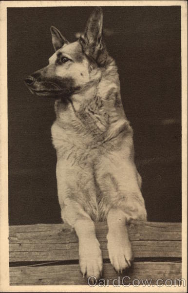 German shepherd Rin-tin-tin Irene Gfin Galen Dogs
