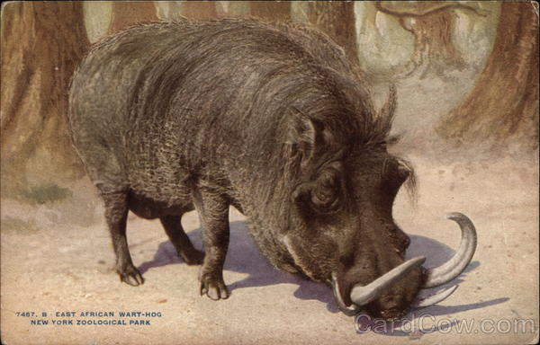 East African Wart-Hog, New York Zoological Park