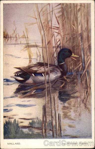 Mallard, Artwork by Winifred Austen Birds
