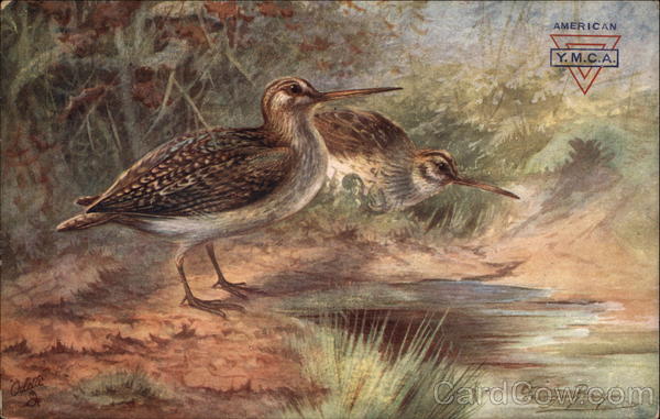 Jack Snipe Birds