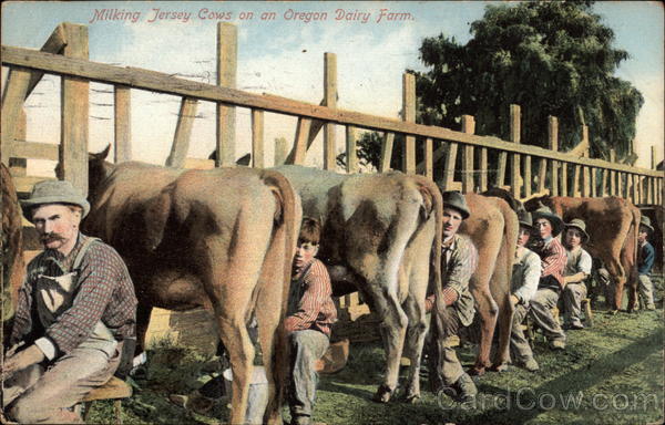 A row of men milking cows by a fence Cows & Cattle
