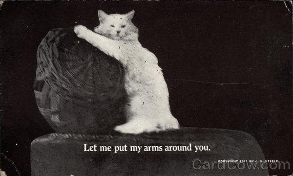 White Cat with Basket - Let me put my arms around you