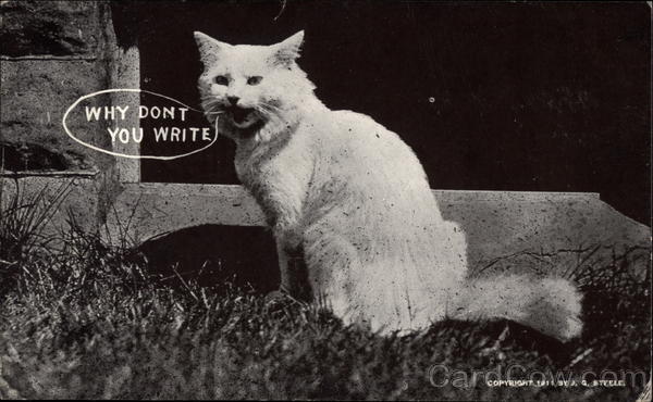 White Cat on Grass Cats