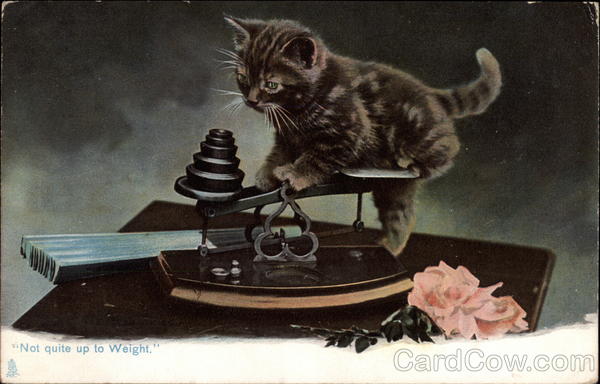 Little black cat on the scales Cats