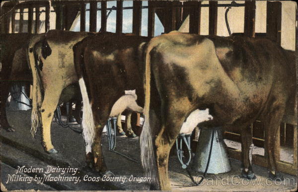 Modern Dairying - Milking by Machinery Farming