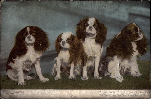 Spaniels Dogs