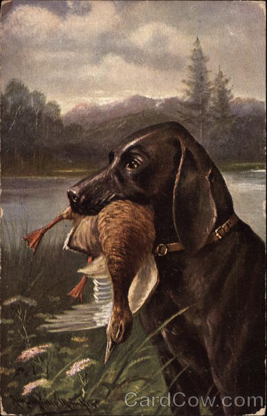 Retriever Holding Duck Dogs