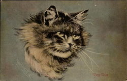Portrait of a Cat - Very Wise Postcard