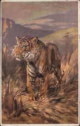 Tiger walking in brown grass Tigers Postcard Postcard