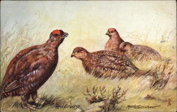 Four Red Grouse in Grass Postcard