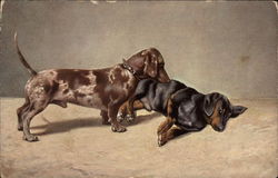Two dachshunds Play Together Postcard Postcard