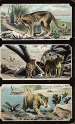 Puma, tiger, lion and leopard Postcard