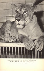 Sultana, One of the African Lionesses at Staten Island Zoo Postcard