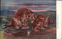 Two Tigers Having a Drink Postcard