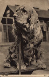 123 Spaniel Is on Guard Duty Postcard
