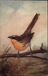Yellow Breasted Chat on a Branch Birds Postcard Postcard