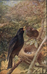 Two Birds by a Nest Postcard