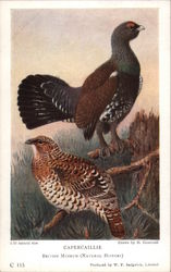 Capercaillie Postcard