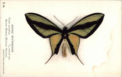 Exotic Butterflies Postcard