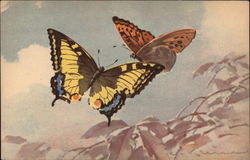 Two Butterflies Postcard