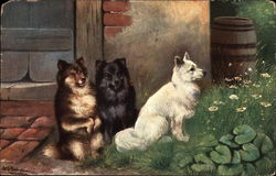 Three Dogs By The Back Door Postcard