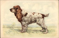 spaniel dog Postcard