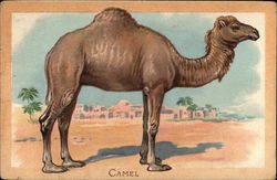 A camel standing in the desert with a building in the background Postcard