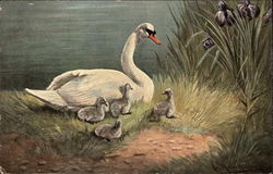 Swan with Babies by a Pond Postcard