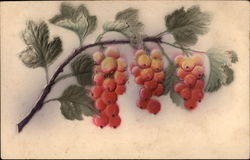 Red Berries on a Branch Postcard