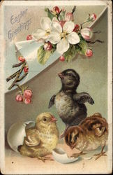 Eastern Greetings - Chicks and Apple Blossom Postcard