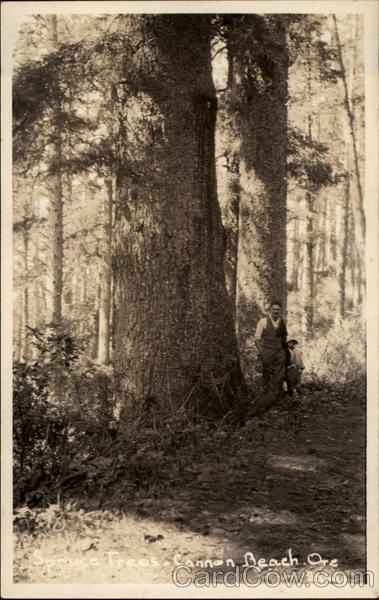 Spruce Trees Cannon Beach Oregon