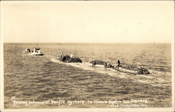 Towing Bateaus of Pacific Oysters to Ilwaco Oyster Co.'s Cannery Nahcotta Washington