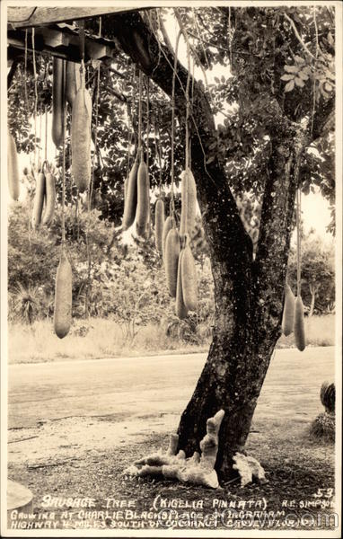 Sausage Tree, Coconut Grove Coral Gables Florida