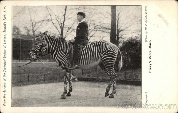 From the Gardens of the Zoological Society, Grevy's Zebra Mare London England