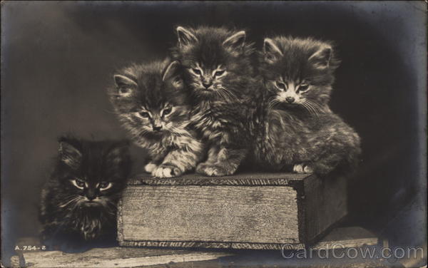 Kittens Sitting on a Book Cats