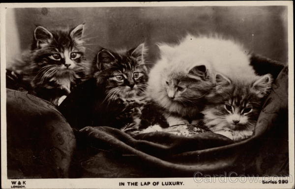 In the Lap of Luxury Cats
