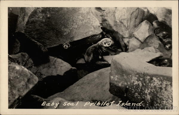 Baby Seal on Rocks, Pribilof Island St. Paul Alaska