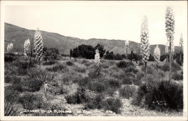 Desert Yucca Blossoms California