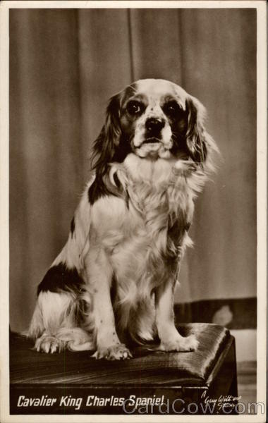 Cavalier King Charles Spaniel Dogs