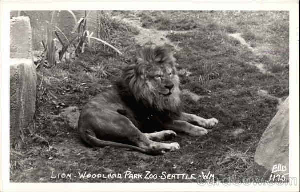 Lion - Woodland Park Zoo Seattle Washington