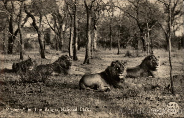 Lions in The Kruger National Park South Africa