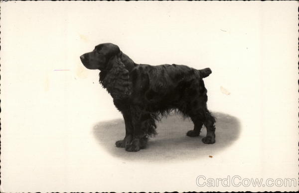 Portrait of a Cocker Spaniel M. L. De Boer Dogs
