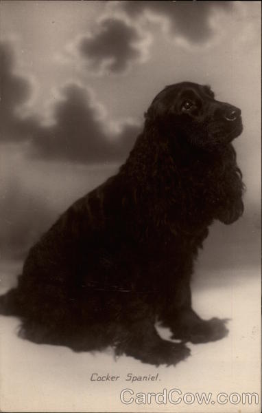Cocker Spaniel Dogs