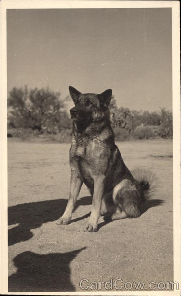 German Shepherd Dogs