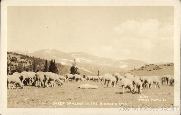 Sheep Grazing in the Bighorn Mountains Scenic Wyoming