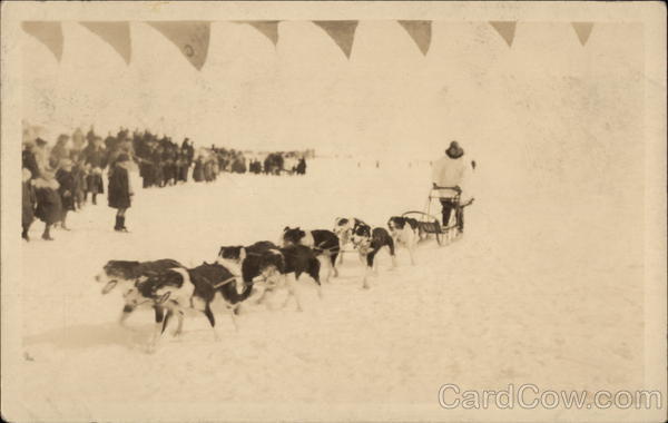 Dog Sled Team Dogs